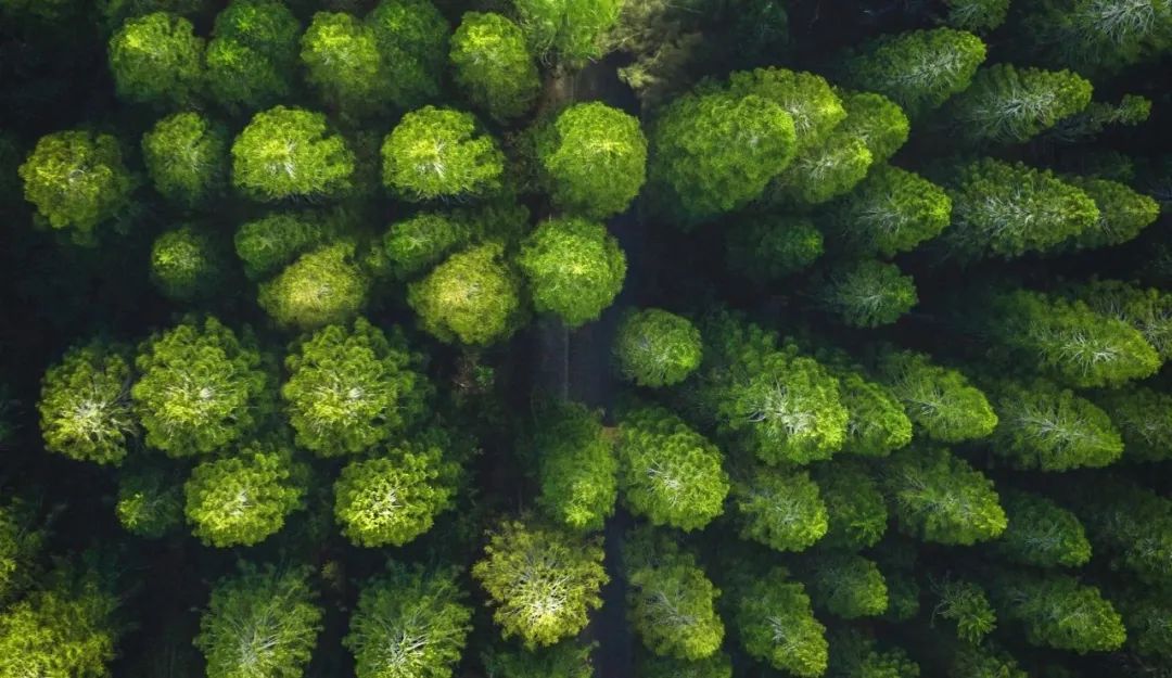 拉斯维加斯网站“树”度 | 践行绿色发展理想，厚植生态文化新底色